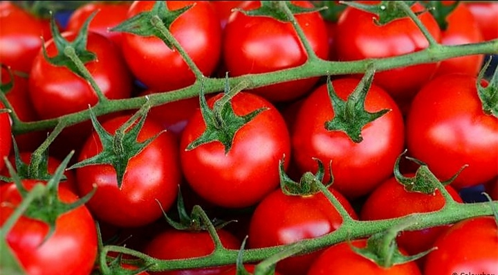 الطماطم وفوائدها الصحيّة