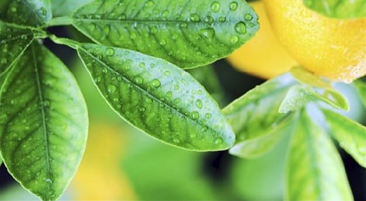 الفوائد الصحيّة لأوراق الليمون