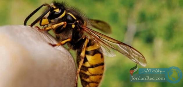 طرق طبيعية لعلاج لسعة النحل