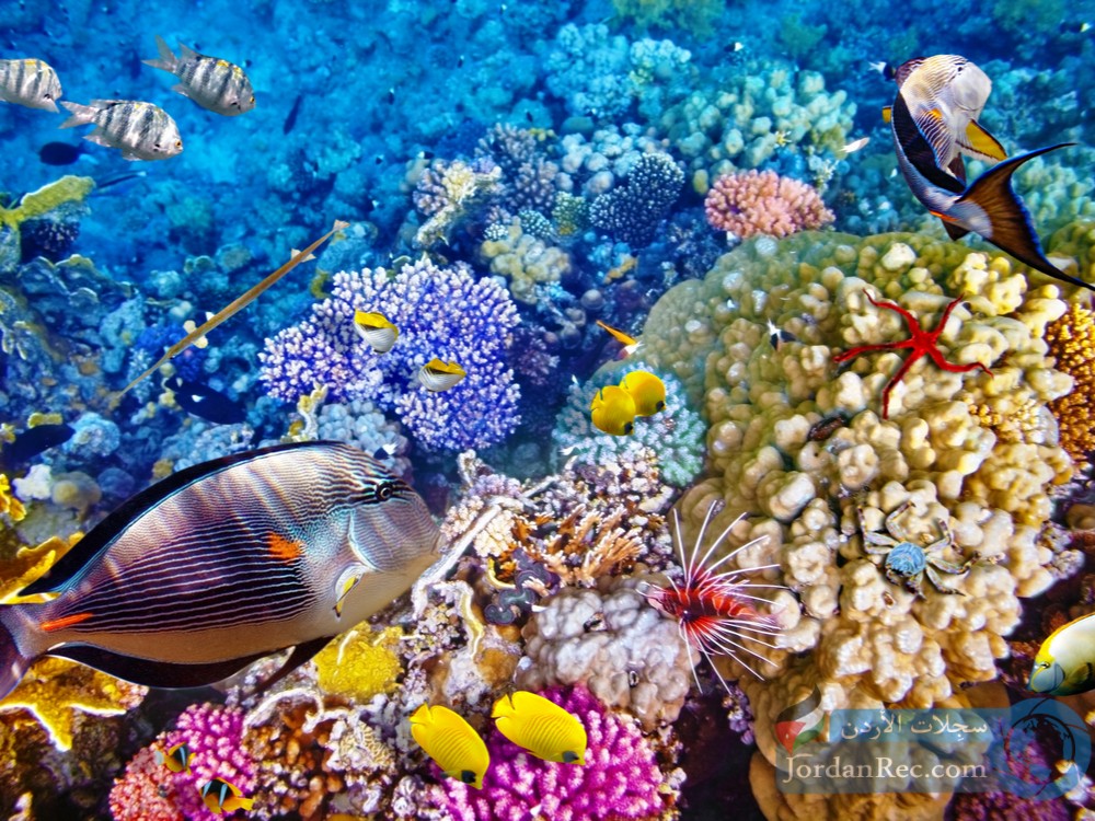 الحيد المرجاني العظيم-أستراليا