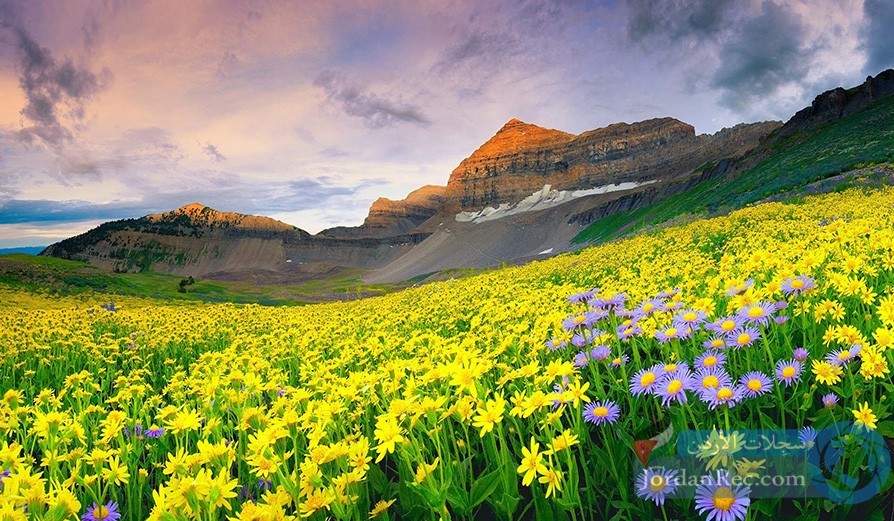 وادي الزهور أوتارانتشال 