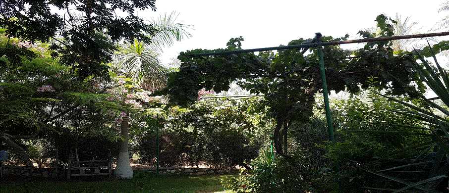 حديقة المانجو بلابور 
