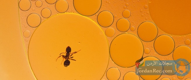 زيت النمل لتخفيف نمو الشعر الزائد في الجسم